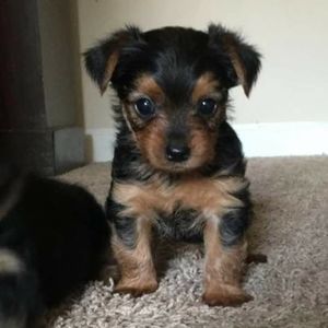 Meet your Posher, Elnora